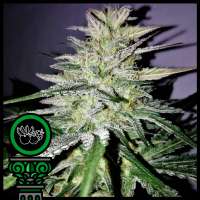 Picture from DomusSeeds (Harly Kush CBD)