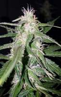 Dr. Krippling Seeds Incredible Bulk Auto - photo made by Tgg5765