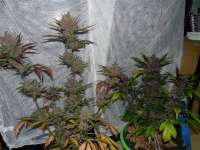 Picture from frankfaux (AutoBlackberry Kush)