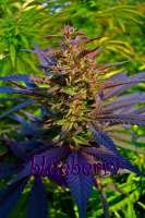 Picture from Farma (Blueberry)