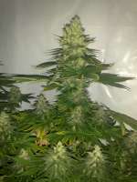 Picture from prayer (White Widow)