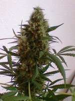 Picture from nygrr (White Widow)