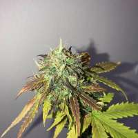 Epicalseeds Black Critical - photo made by Epicalseeds
