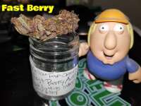 Fast Buds Company FastBerry - photo made by JustinSanDiego