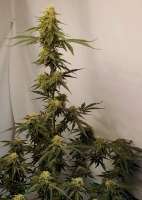 Picture from Grow4releaf (Moby Dick Auto)