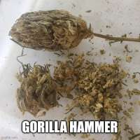 Freak Genetics Gorilla Hammer - photo made by PlumberSoCal