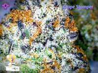 Gage Green Genetics Grape Stomper - photo made by Justin108