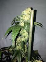 Gonzo Seeds White Narco - photo made by Gonzoseeds