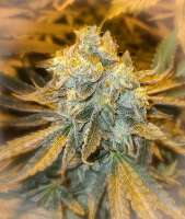 Gorilla Gas Genetics Filthy Monkey - photo made by Therealgorillagas
