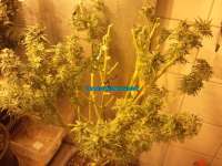Picture from Schatenstein [Automatic Mega Bud]