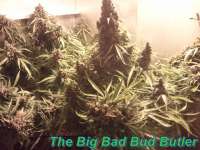 GreenLabel Seeds Automatic Mega Bud - photo made by Schatenstein