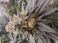 Pic for Alienz (Green House Seeds)
