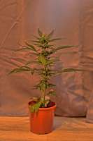 Green House Seeds Big Bang Autoflowering - photo made by GEORGE
