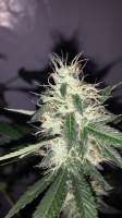Green House Seeds Chemdog - photo made by admin