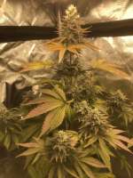 Green House Seeds Chemdog - photo made by Gorgeousgeorge