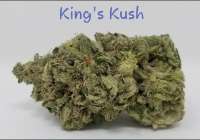 Green House Seeds King's Kush - photo made by TheHappyChameleon