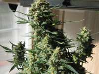 Green House Seeds Super Bud Automatic - photo made by Elesde83