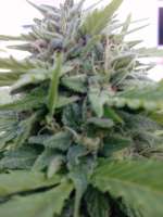 Green House Seeds White Widow - photo made by admin