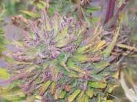 Green Mountain Seeds Highland Oaxacan Gold - photo made by tropics