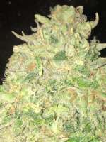 Greenpoint Seeds Star Dawg - photo made by PharmTeam
