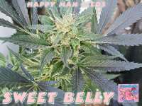 Happy Man Seeds Sweet Belly - photo made by HappyMan