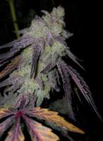 Helvetic Seeds MAC1 - photo made by Stoney