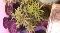 Picture from Gunnerboy76 (Sol Mate Autoflower)