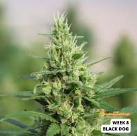 Humboldt Seed Organisation Black D.O.G. - photo made by SunClone