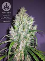 Humboldt Seed Organisation Blue Dream - photo made by pineappleltd