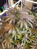 In House Genetics King Sherb - photo made by ripster420