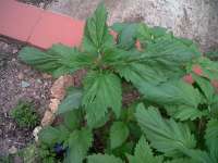 Picture from KALYSEEDS (IMPA Ruderalis)