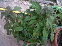 Picture from KALYSEEDS (IMPA Ruderalis)