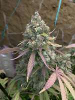 Mallorca Seeds Saphire Girl - photo made by LVCESeedMan