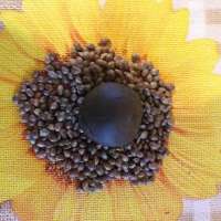 Mandala Seeds Flashberry - photo made by dzhangar09