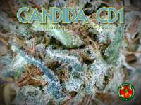 Medical Marijuana Genetics Candida - photo made by Justin108