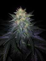 Picture from MedicGrower (Deep Blue C)