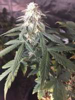 Ministry of Cannabis Auto White Widow - photo made by smallgrow