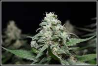Moscaseeds Cinderella 99 BX-1 - photo made by admin