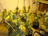 New420Guy Seeds Blackberry Diesel - photo made by New420Guy