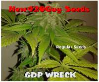 New420Guy Seeds GDP Wreck - photo made by New420Guy
