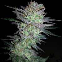 New420Guy Seeds Girl Scout Cookies - photo made by new420guy