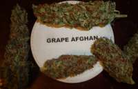 New420Guy Seeds Grape Afghan Kush - photo made by New420Guy