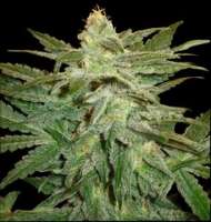 New420Guy Seeds La Berry Fruta - photo made by new420guy