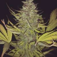 New420Guy Seeds La Fruta x Lowryder 2 - photo made by new420guy
