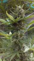New420Guy Seeds La Fruta x Lowryder 2 - photo made by new420guy