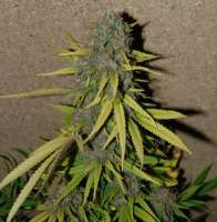 New420Guy Seeds Lemon Skunk - photo made by New420Guy