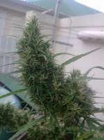 New420Guy Seeds Lemon Skunk - photo made by New420Guy