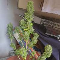 New420Guy Seeds Magnesia Auto - photo made by new420guy
