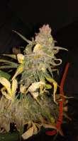 New420Guy Seeds Pauls Blackberry Fire - photo made by New420Guy