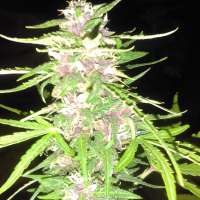 New420Guy Seeds Sour Daddy Auto - photo made by new420guy